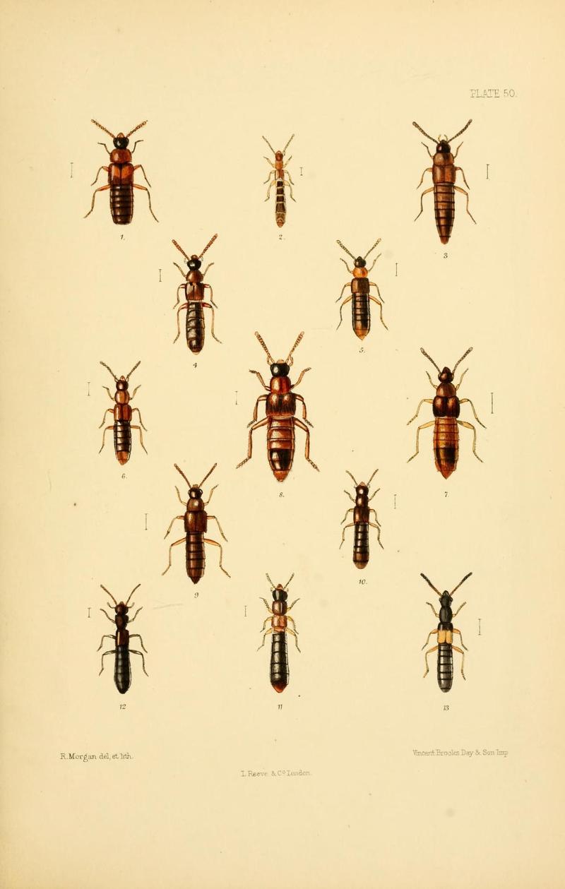 The Coleoptera of the British islands (Plate 50) (9143907748)