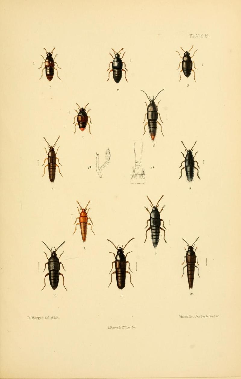 The Coleoptera of the British islands (Plate 51) (9143908440)