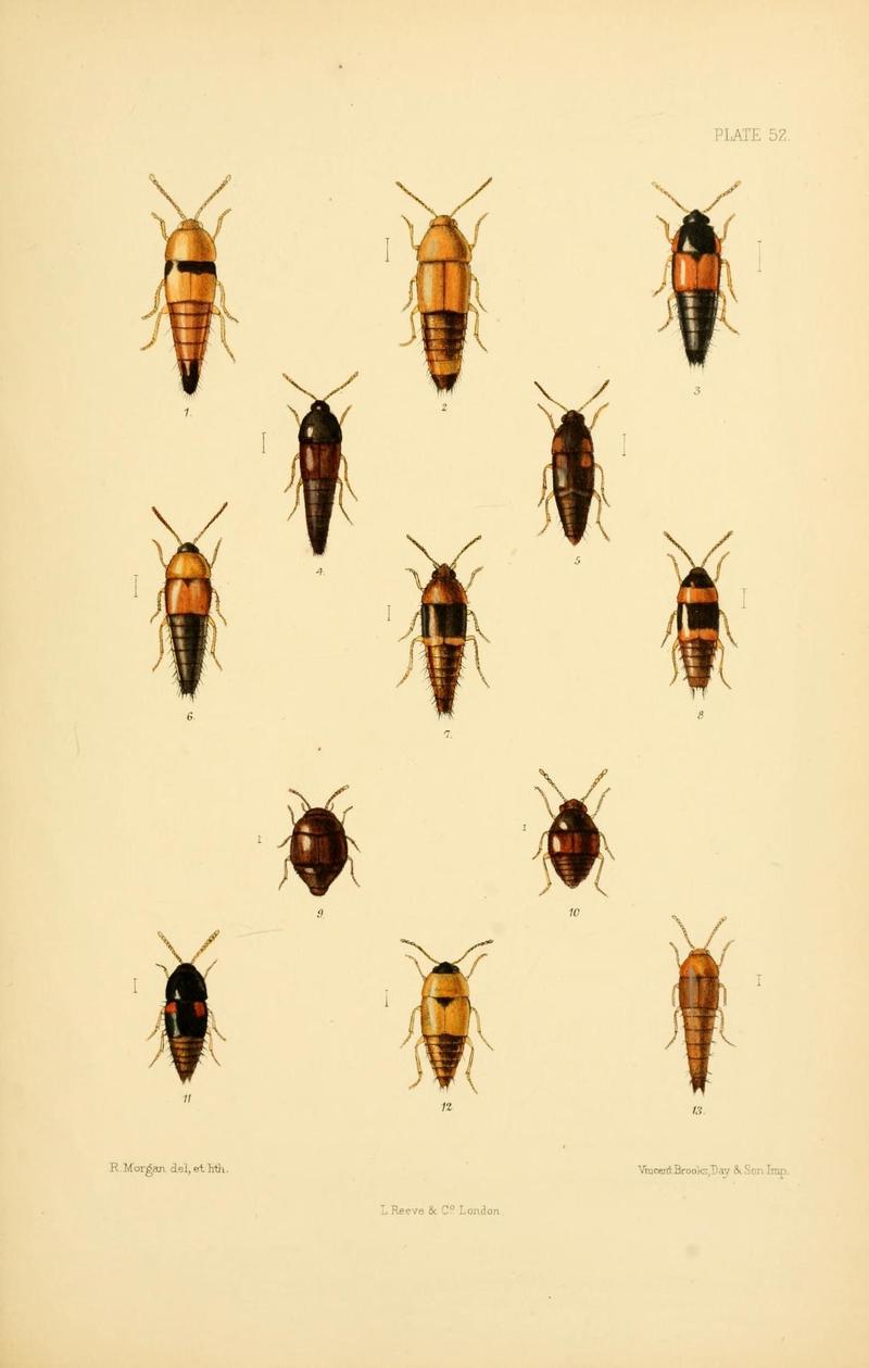 The Coleoptera of the British islands (Plate 52) (9143909192)
