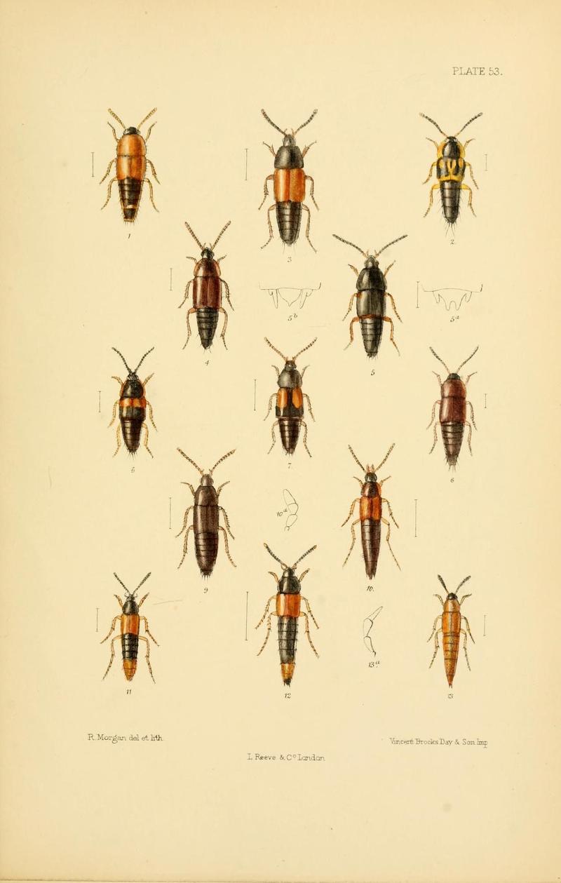 The Coleoptera of the British islands (Plate 53) (9143909974)
