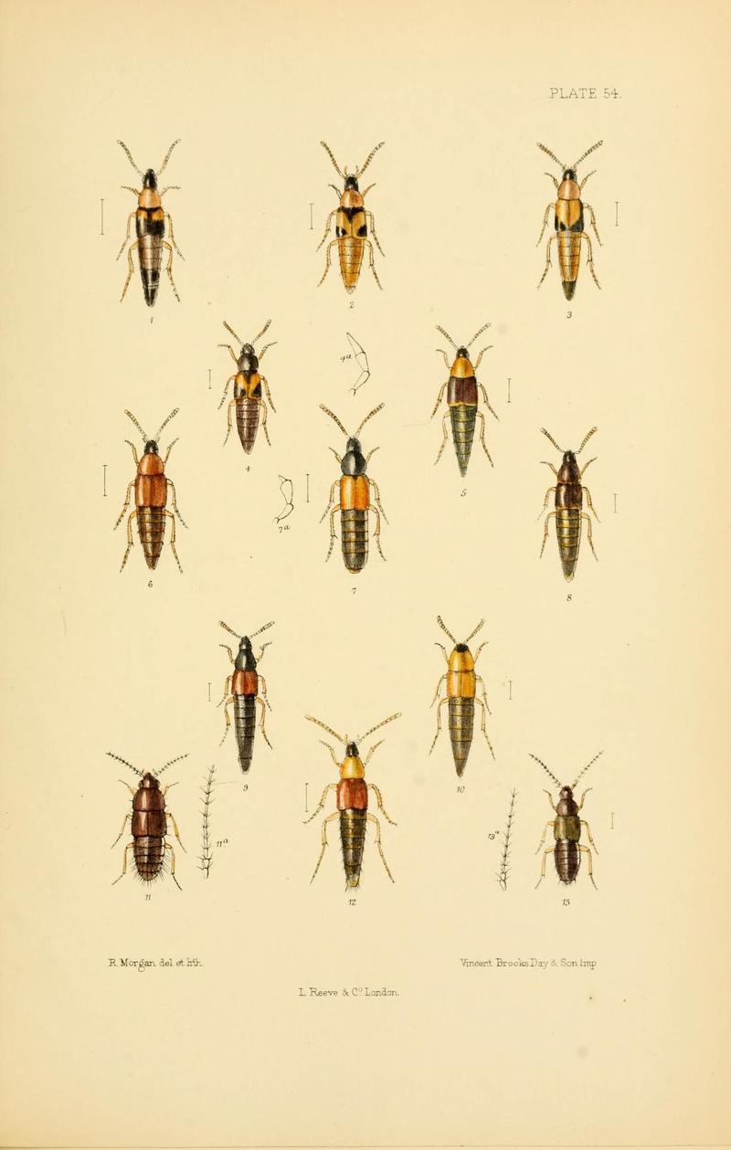 The Coleoptera of the British islands (Plate 54) (9143910832)