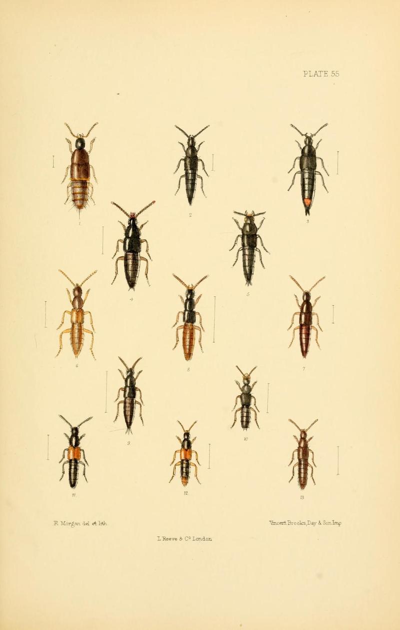 The Coleoptera of the British islands (Plate 55) (9143911594)