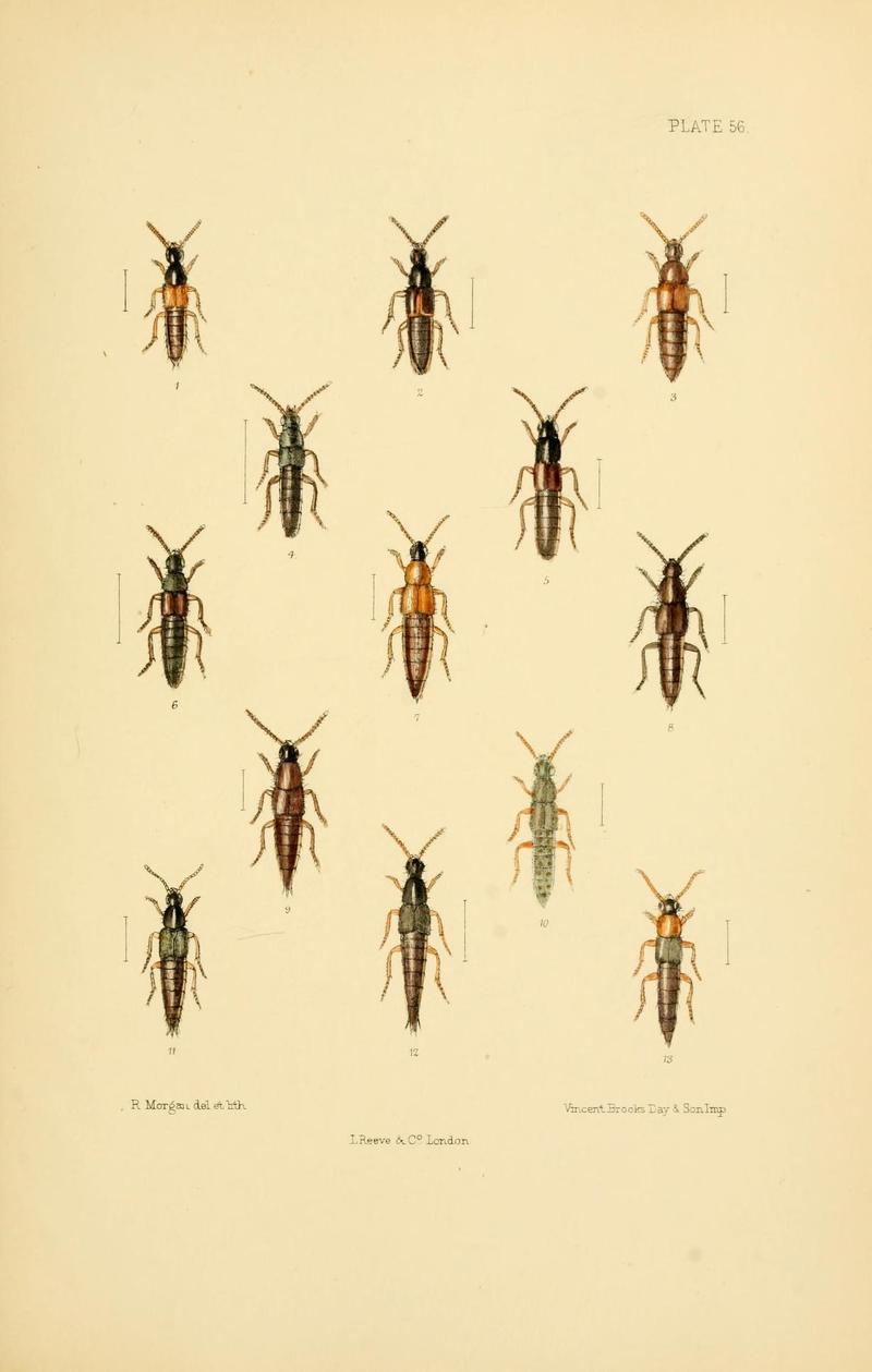 The Coleoptera of the British islands (Plate 56) (9143912314)