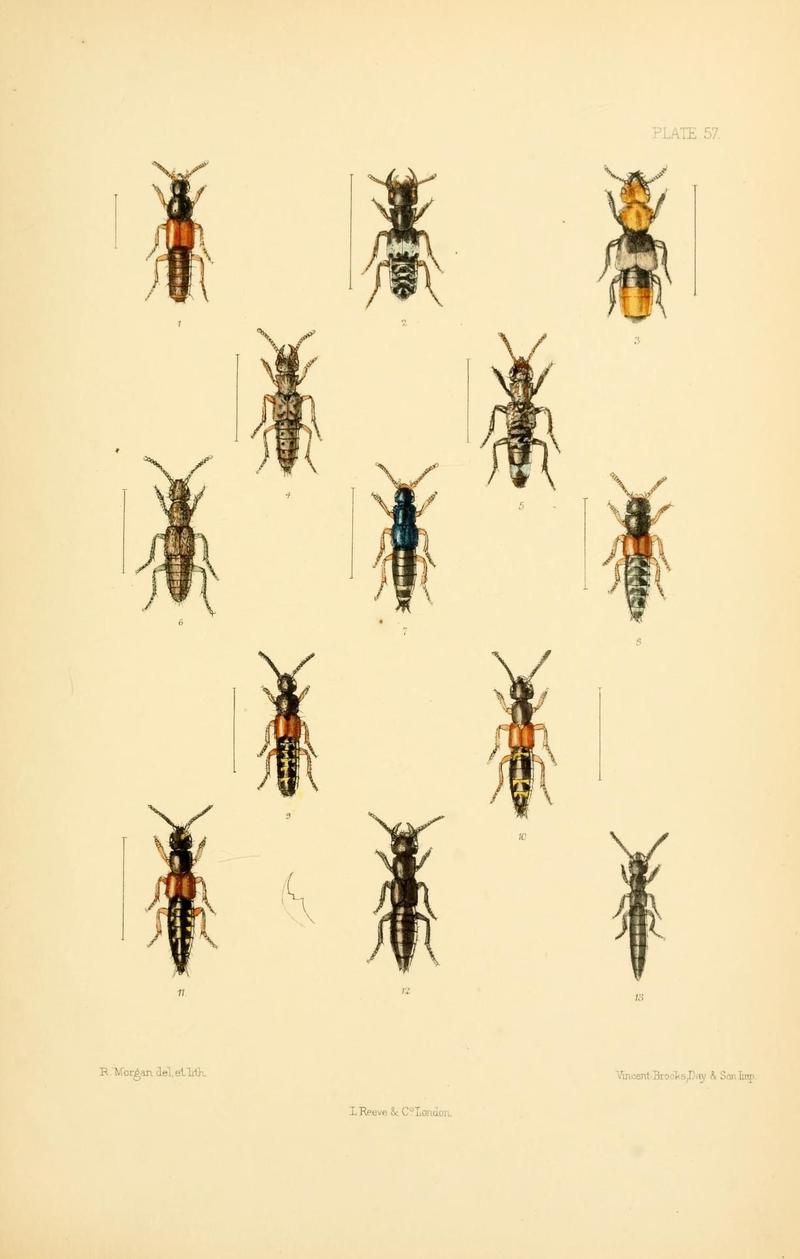 The Coleoptera of the British islands (Plate 57) (9143913008)