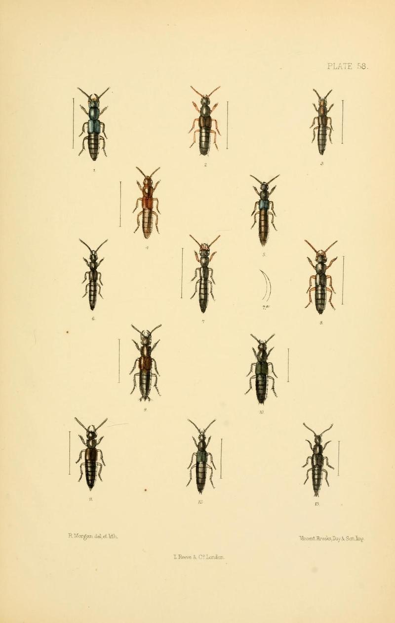The Coleoptera of the British islands (Plate 58) (9141686013)