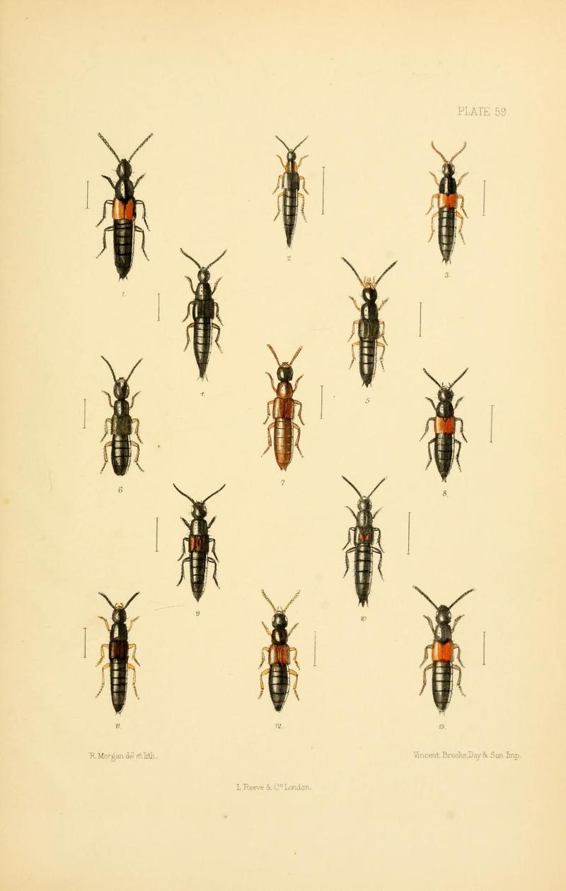 The Coleoptera of the British islands (Plate 59) (9143914448)