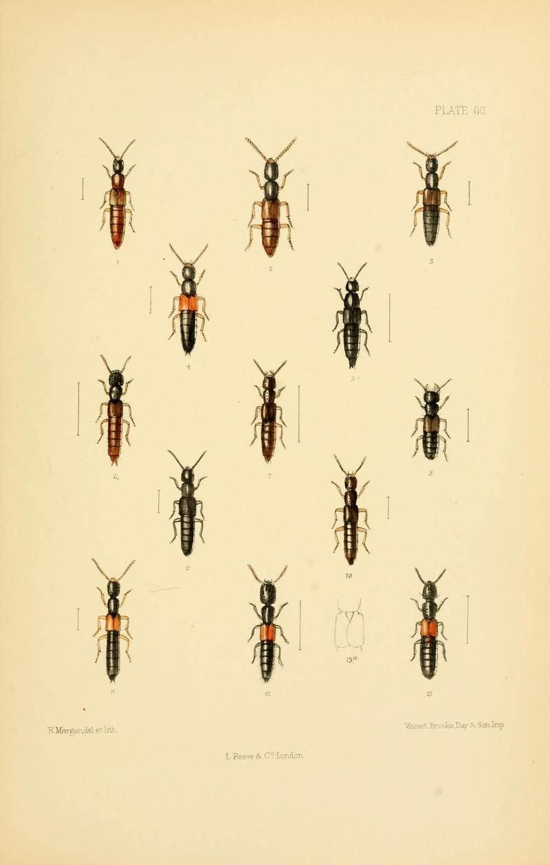 The Coleoptera of the British islands (Plate 60) (9143915090)