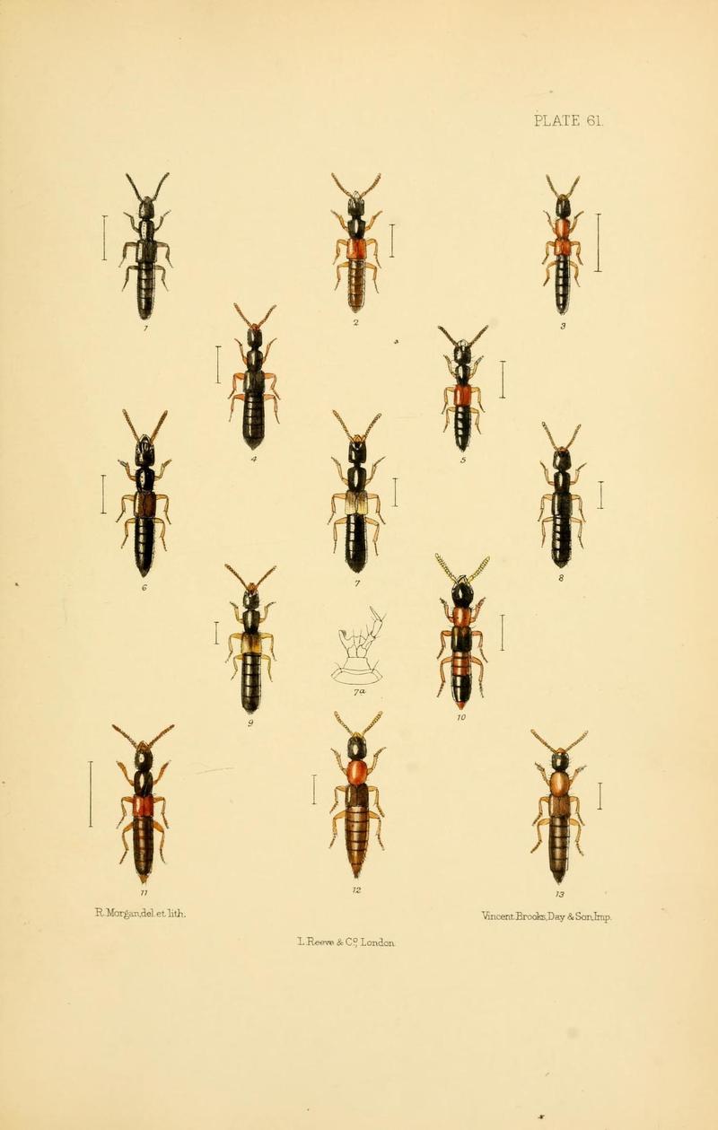 The Coleoptera of the British islands (Plate 61) (9141687799)
