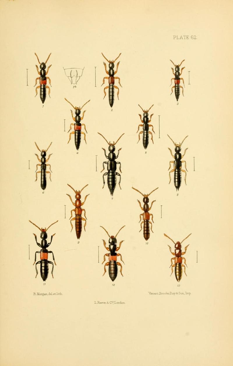 The Coleoptera of the British islands (Plate 62) (9143916516)