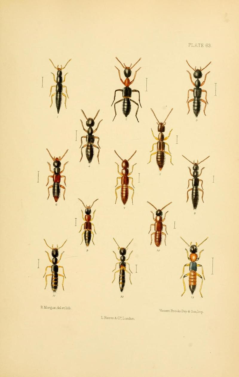 The Coleoptera of the British islands (Plate 63) (9141689329)