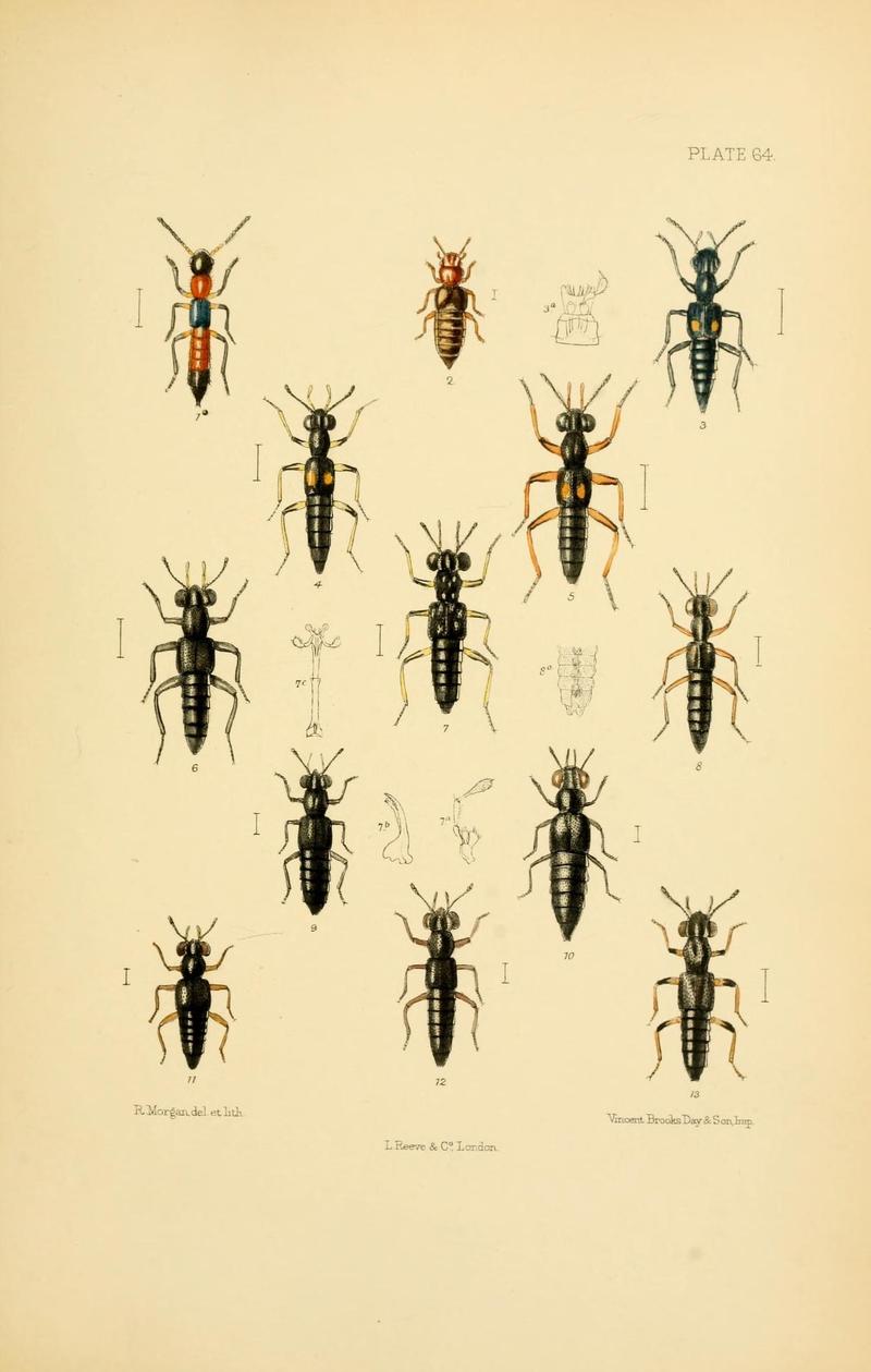 The Coleoptera of the British islands (Plate 64) (9143918026)
