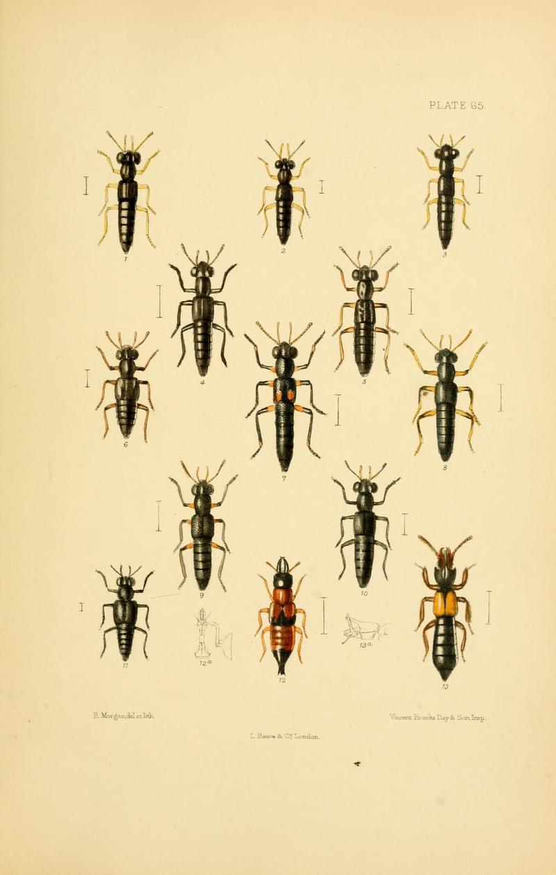 The Coleoptera of the British islands (Plate 65) (9143918650)