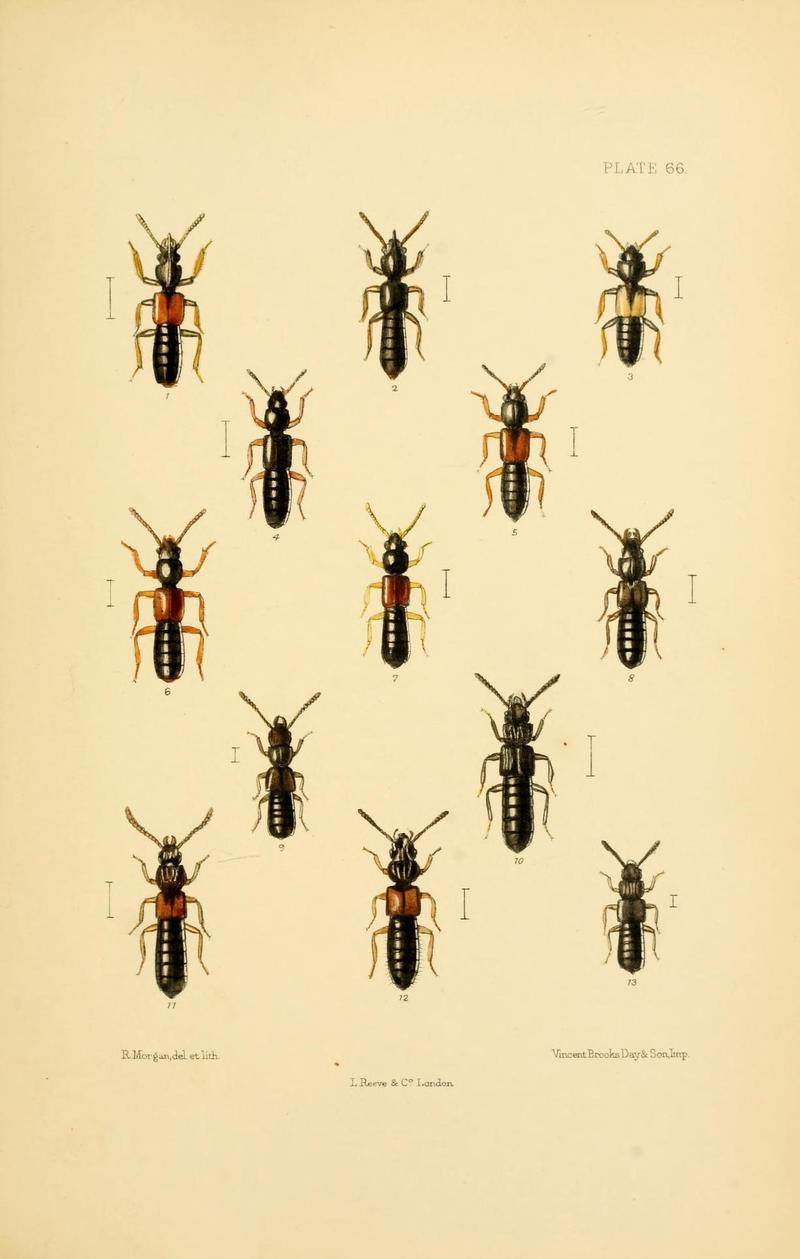 The Coleoptera of the British islands (Plate 66) (9141691505)