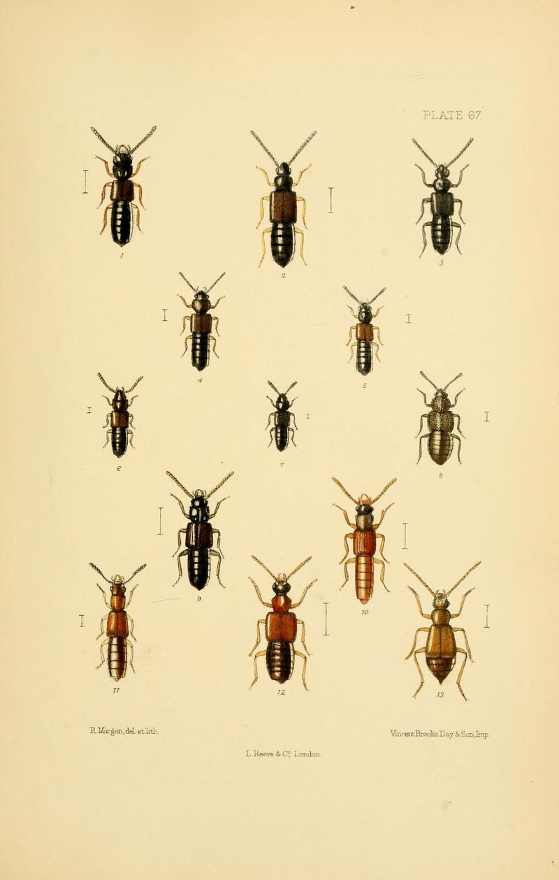 The Coleoptera of the British islands (Plate 67) (9141692157)