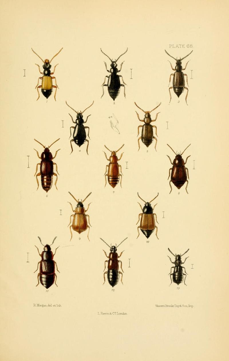 The Coleoptera of the British islands (Plate 68) (9143920896)