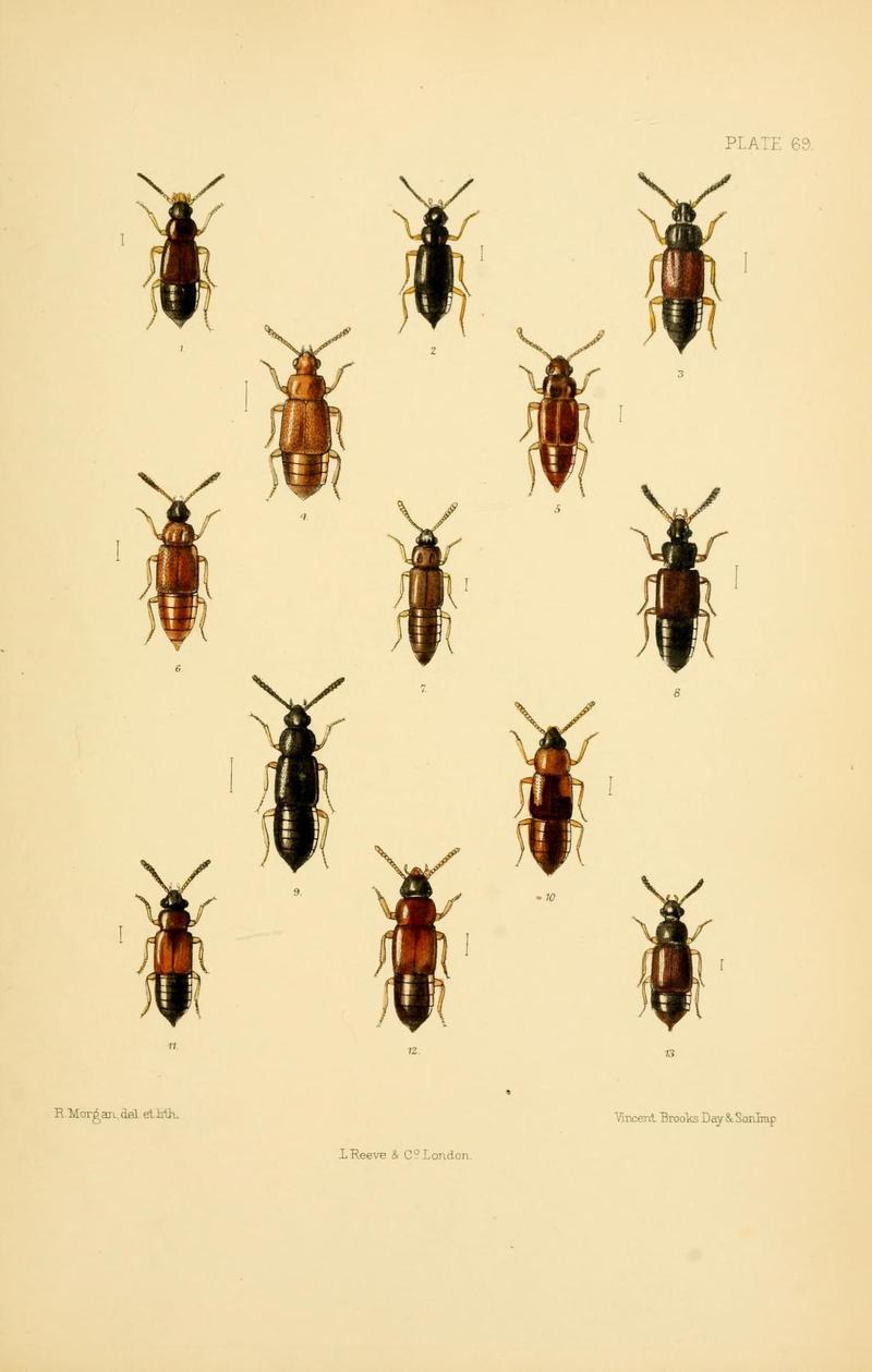 The Coleoptera of the British islands (Plate 69) (9141693699)