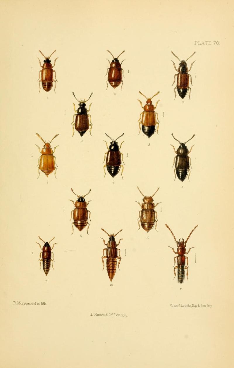 The Coleoptera of the British islands (Plate 70) (9143922642)