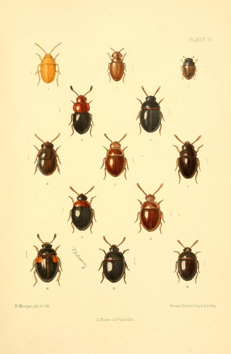 The Coleoptera of the British islands (Plate 71) (8610344352)