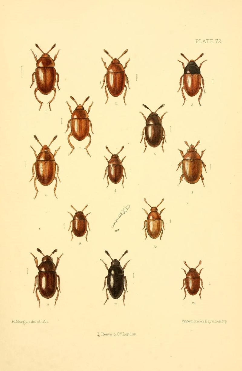 The Coleoptera of the British islands (Plate 72) (8610344682)