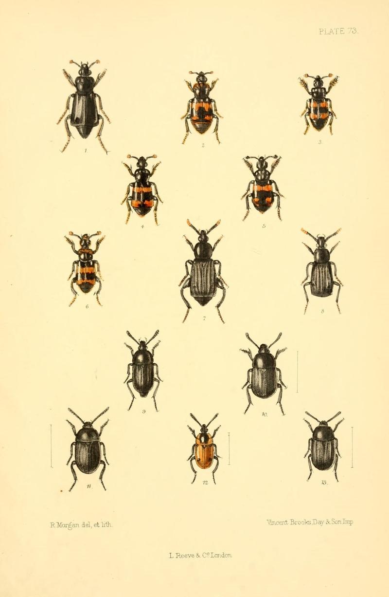 The Coleoptera of the British islands (Plate 73) (8609238403)