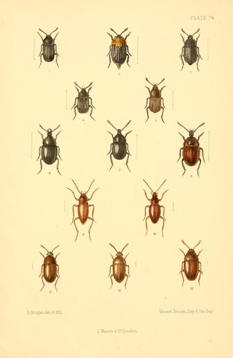 The Coleoptera of the British islands (Plate 74) (8610345848)