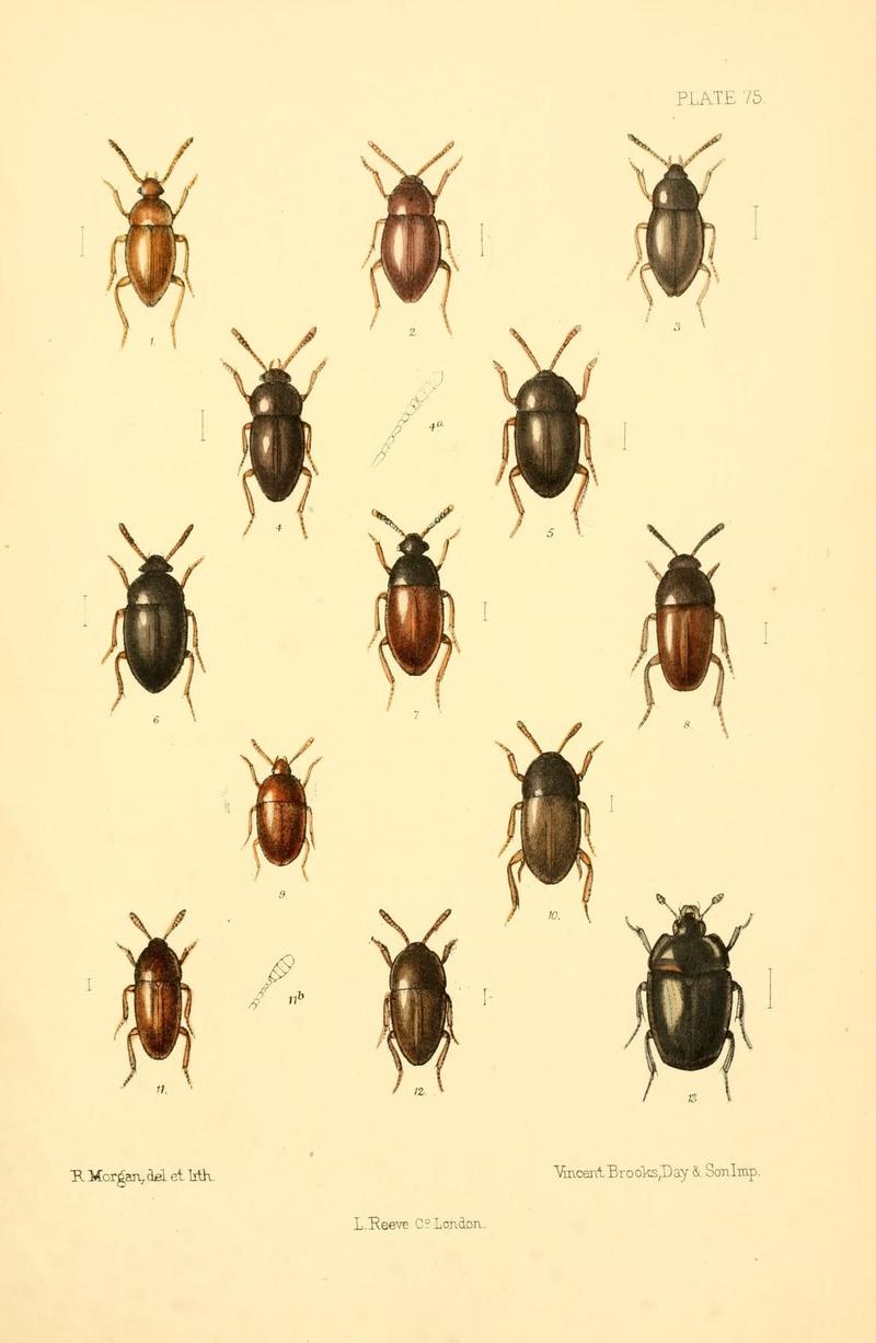 The Coleoptera of the British islands (Plate 75) (8610346278)