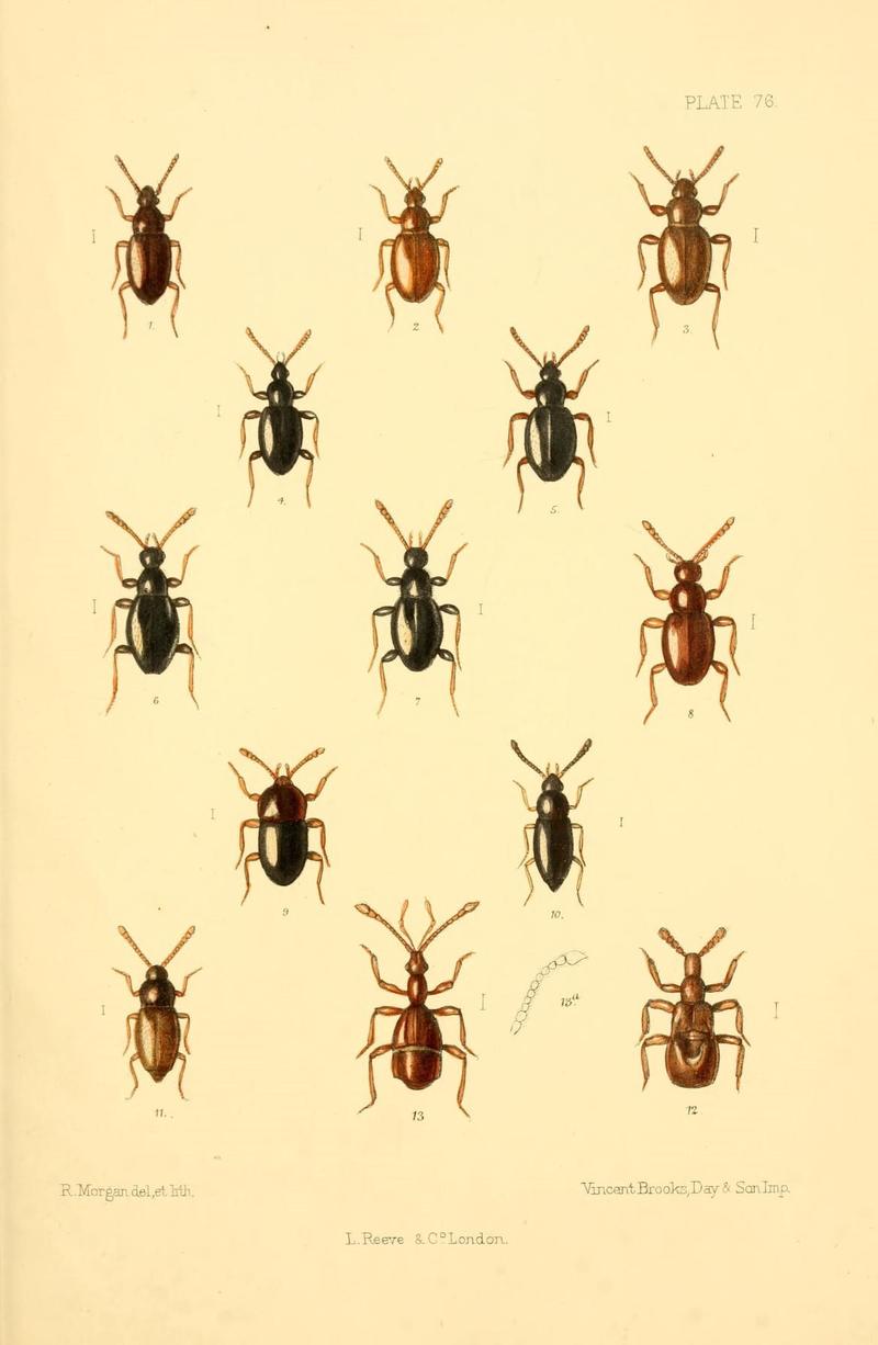 The Coleoptera of the British islands (Plate 76) (8610346704)