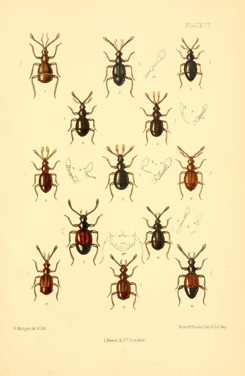 The Coleoptera of the British islands (Plate 77) (8609240447)