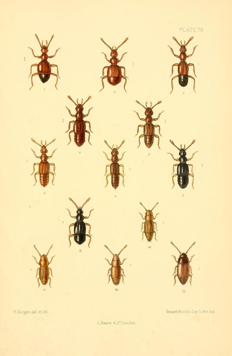 The Coleoptera of the British islands (Plate 78) (8609241213)