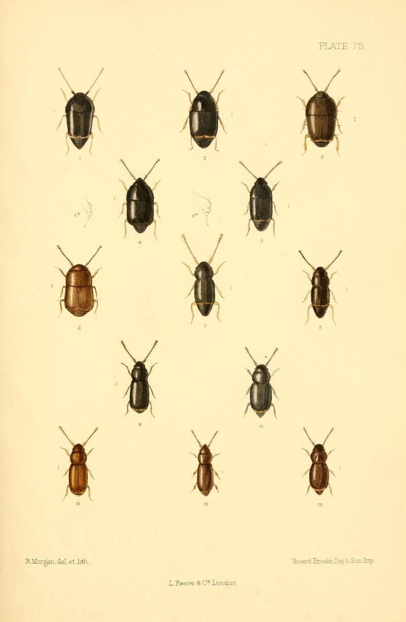 The Coleoptera of the British islands (Plate 79) (8609241655)