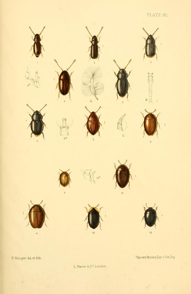 The Coleoptera of the British islands (Plate 80) (8610348956)