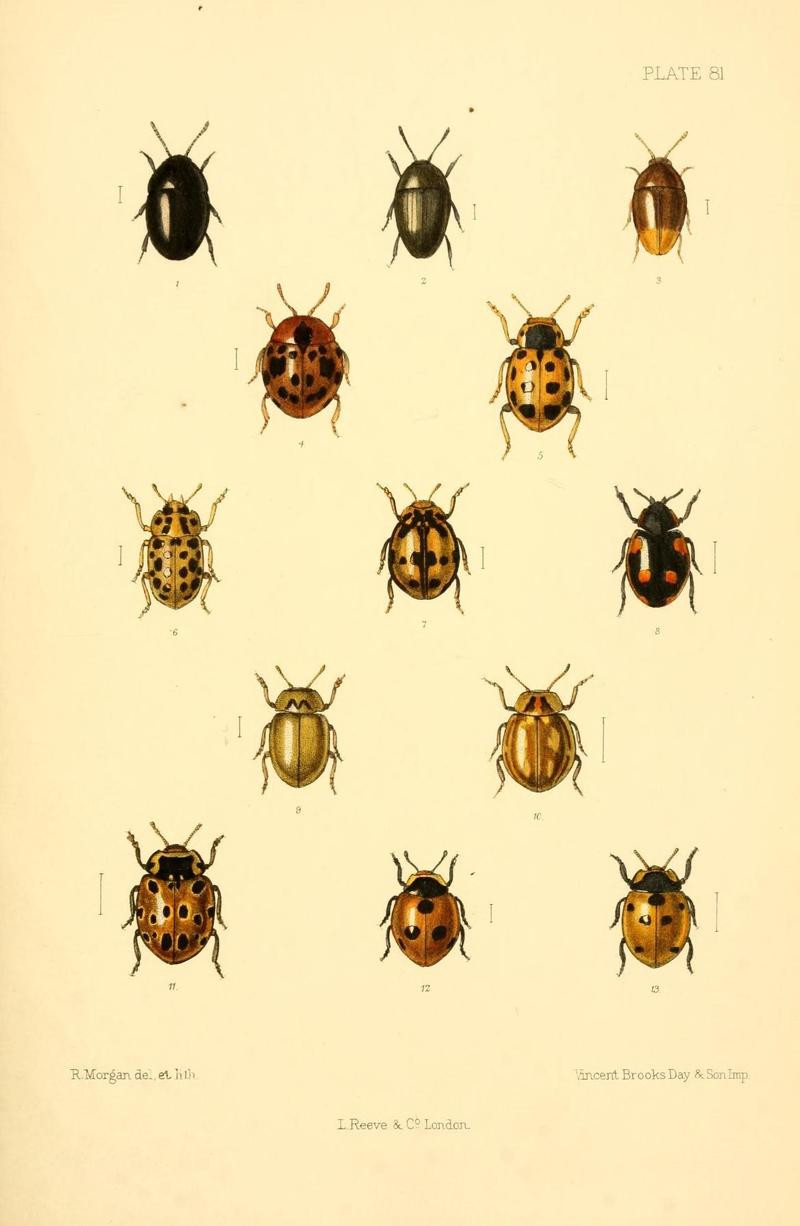The Coleoptera of the British islands (Plate 81) (8609242691)