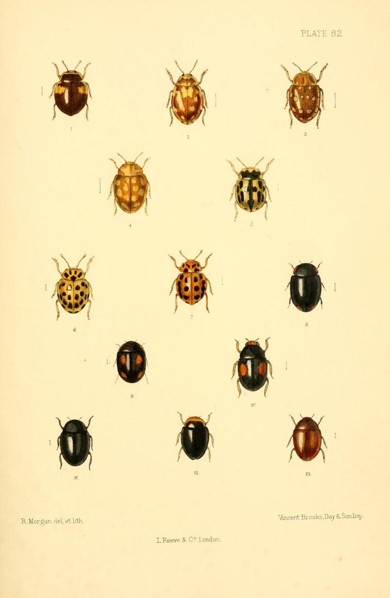 The Coleoptera of the British islands (Plate 82) (8609243101)