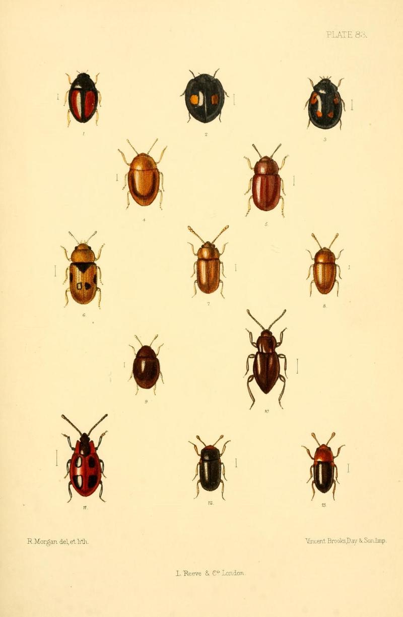 The Coleoptera of the British islands (Plate 83) (8609243785)