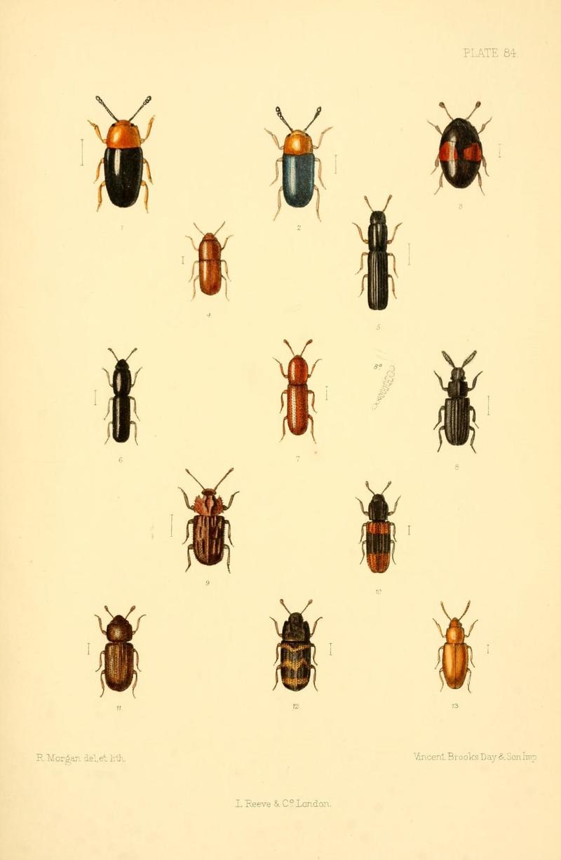 The Coleoptera of the British islands (Plate 84) (8609244209)