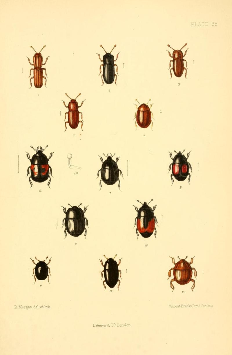 The Coleoptera of the British islands (Plate 85) (8610351284)