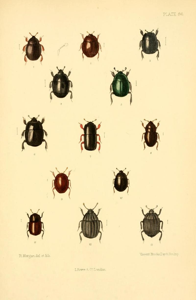 The Coleoptera of the British islands (Plate 86) (8609244993)