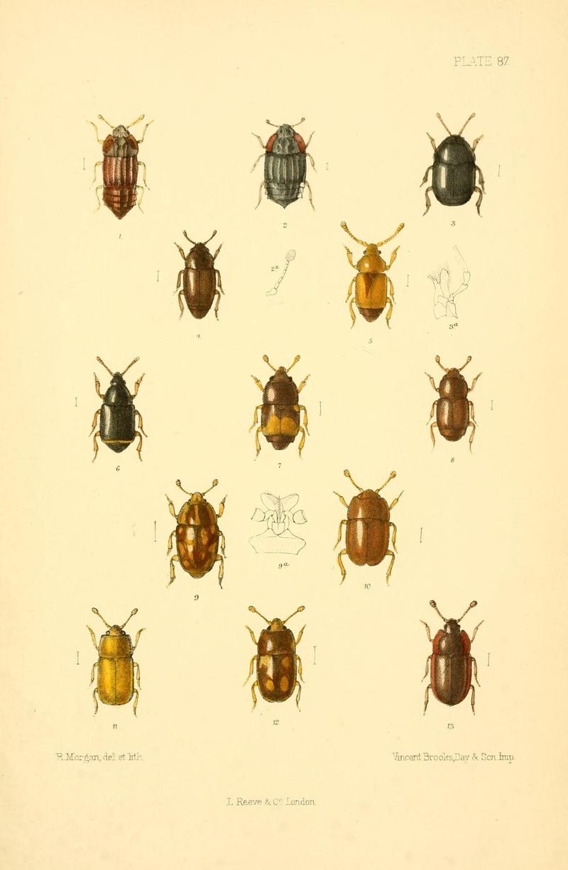 The Coleoptera of the British islands (Plate 87) (8610352100)