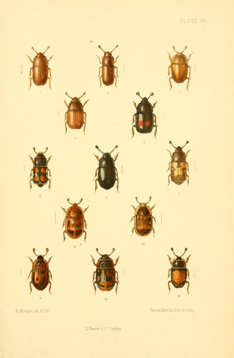 The Coleoptera of the British islands (Plate 88) (8610352654)