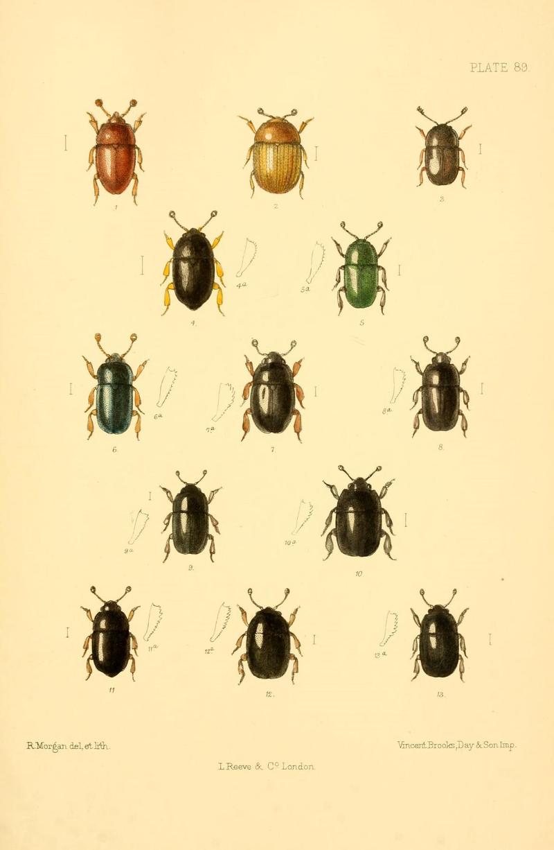 The Coleoptera of the British islands (Plate 89) (8610353336)