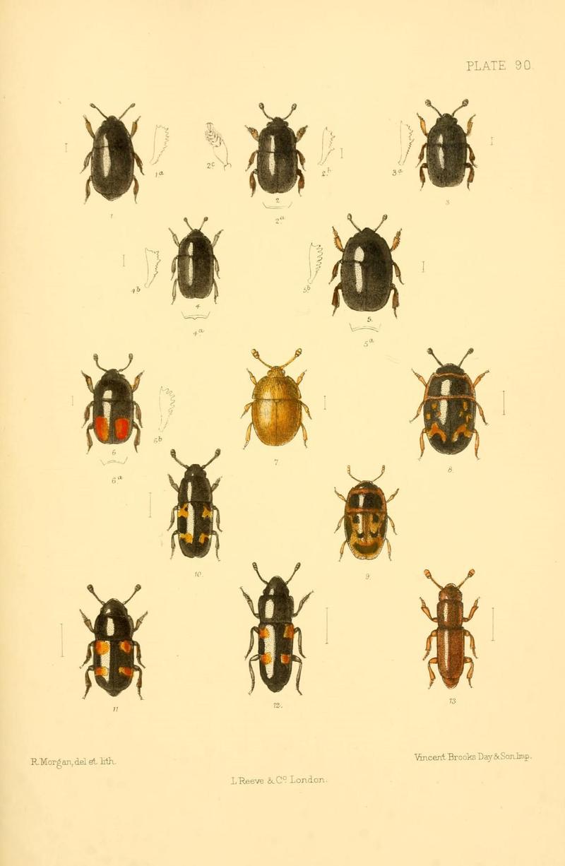 The Coleoptera of the British islands (Plate 90) (8609247081)