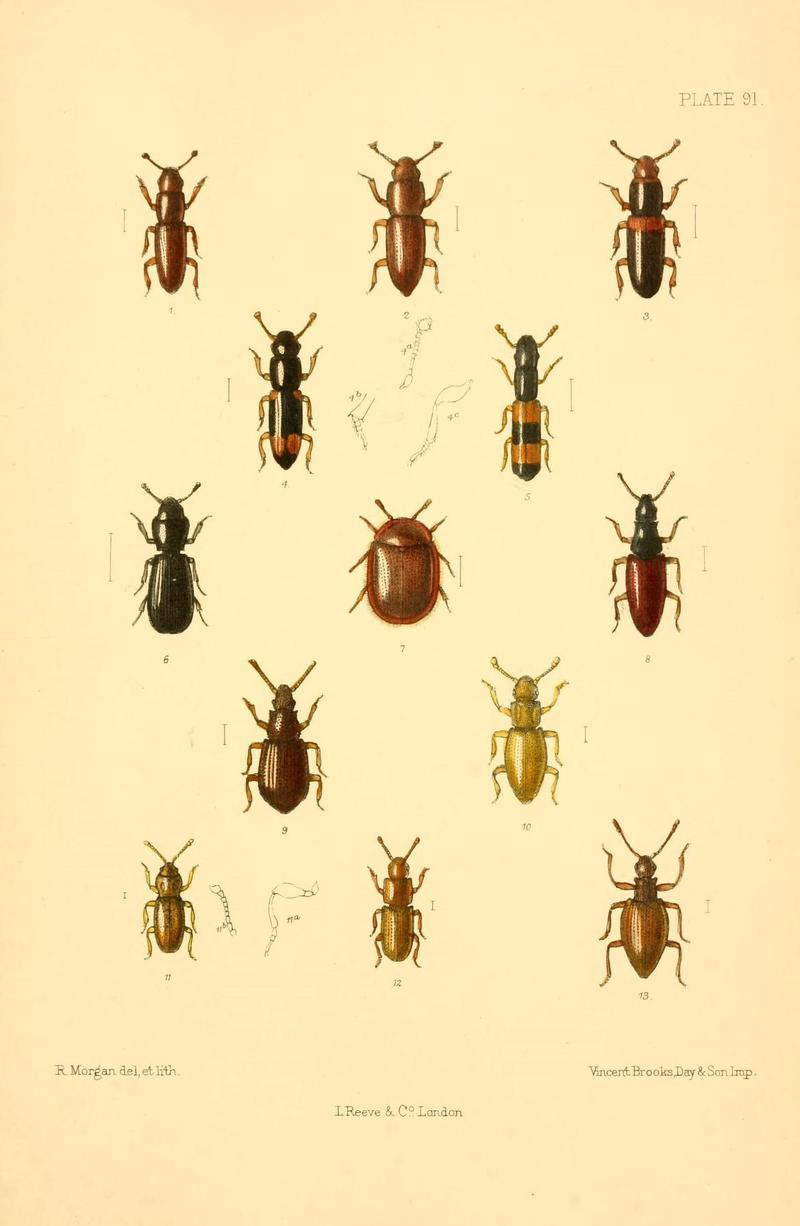 The Coleoptera of the British islands (Plate 91) (8609247517)