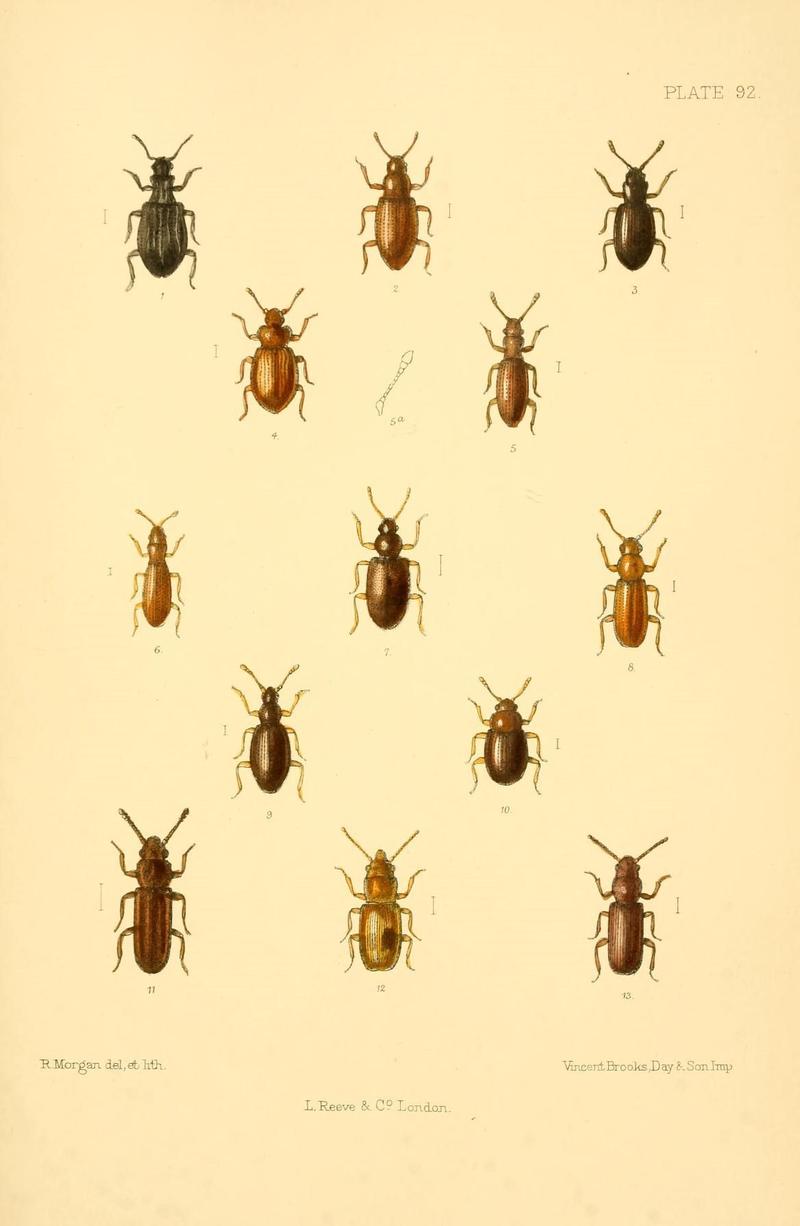 The Coleoptera of the British islands (Plate 92) (8610354806)