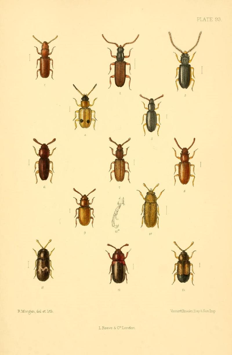 The Coleoptera of the British islands (Plate 93) (8610355206)