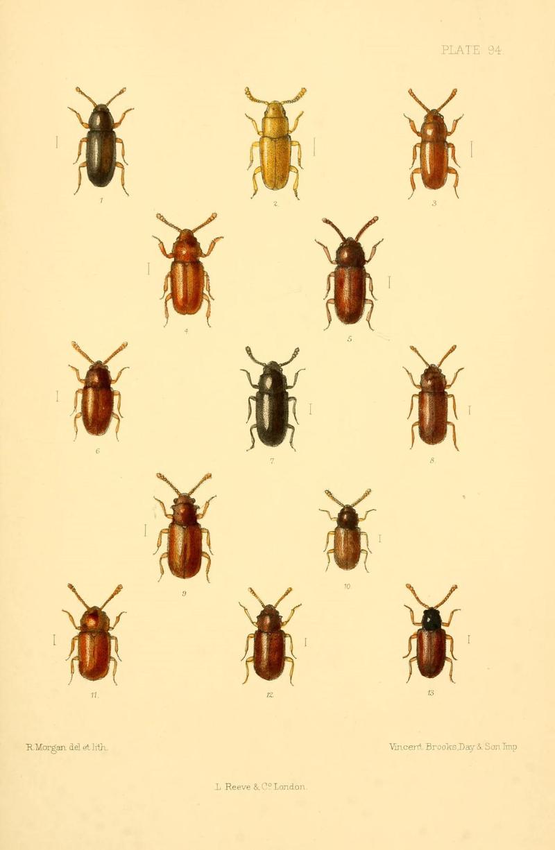 The Coleoptera of the British islands (Plate 94) (8609248815)