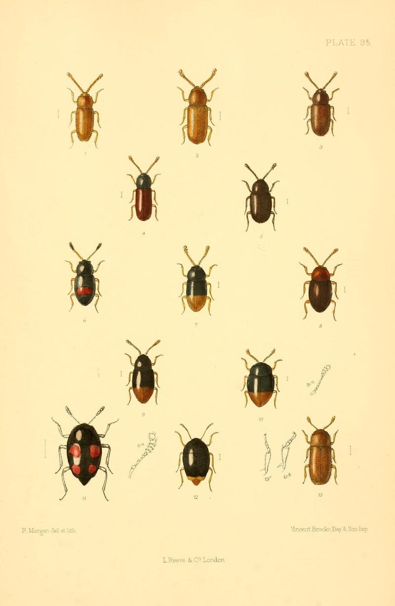 The Coleoptera of the British islands (Plate 95) (8609249255)