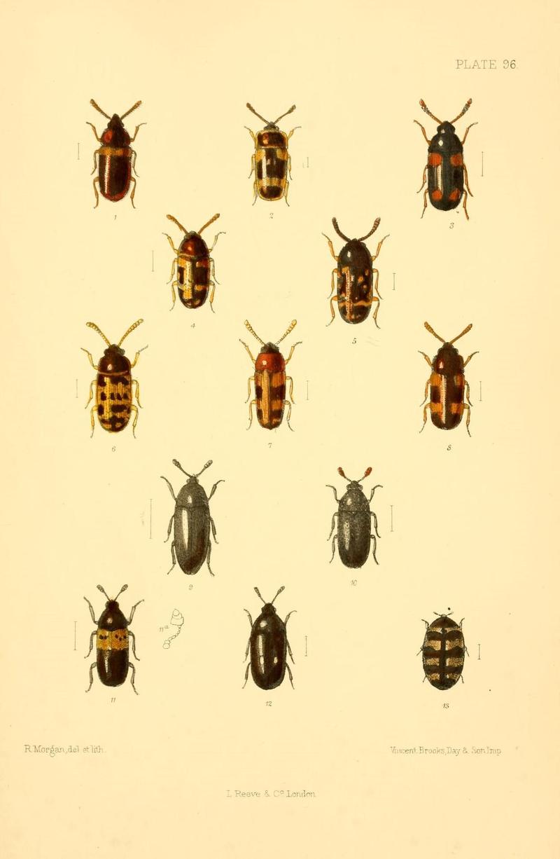 The Coleoptera of the British islands (Plate 96) (8609249683)