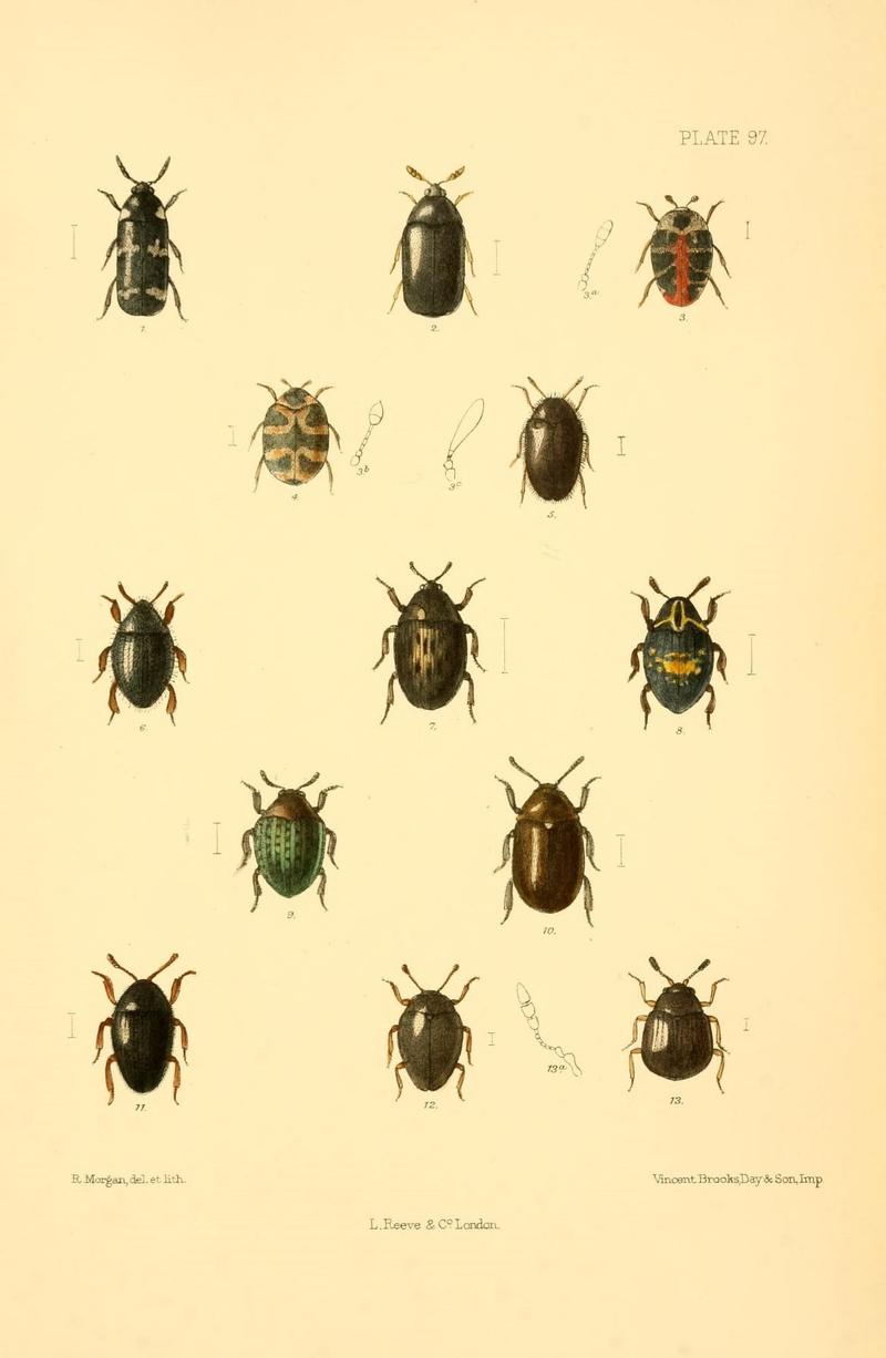 The Coleoptera of the British islands (Plate 97) (8609250115)