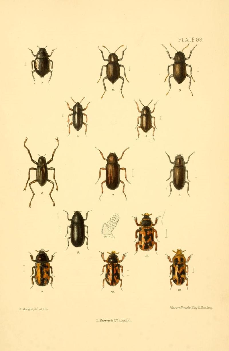 The Coleoptera of the British islands (Plate 98) (8609250583)