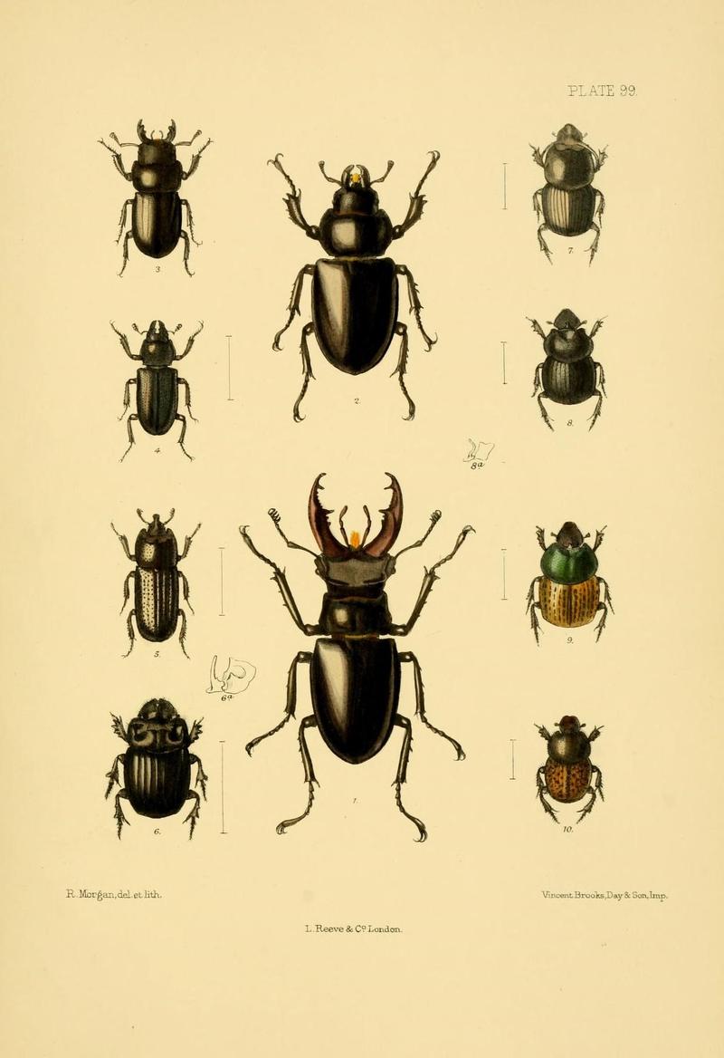 The Coleoptera of the British islands (Plate 99) (8591808979)